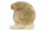Jurassic Ammonite (Stephanoceras) Fossil - England #316852-2